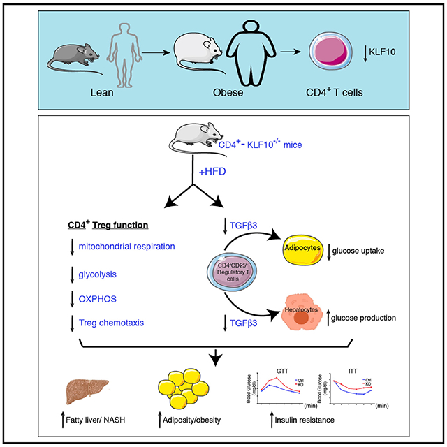 graphic file with name nihms-1658623-f0001.jpg
