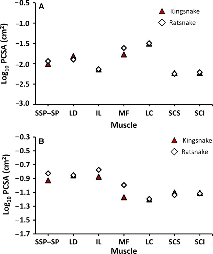 Quantitative axial myology in two constricting snakes: Lampropeltis ...