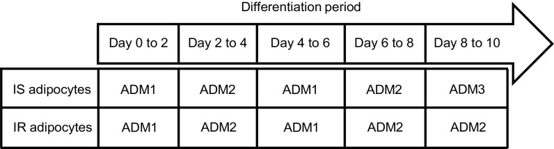 Figure 1 is a tabular representation titled differentiation period, listing Insulin sensitive and Insulin resistant adipocytes, Day 0 to 2, Day 2 to 4, Day 4 to 6, Day 6 to 8, and Day 8 to 10 in six columns. Row 1 lists the following: Insulin sensitive adipocytes, adipocyte differentiation medium 1, adipocyte differentiation medium 2, adipocyte differentiation medium 1, adipocyte differentiation medium 2, and adipocyte differentiation medium 3. Row 2 lists the following: Insulin resistant adipocytes, adipocyte differentiation medium 1, adipocyte differentiation medium 2, adipocyte differentiation medium 1, adipocyte differentiation medium 2, and adipocyte differentiation medium 2. The main columns are in a shape of an arrow pointing toward the right.