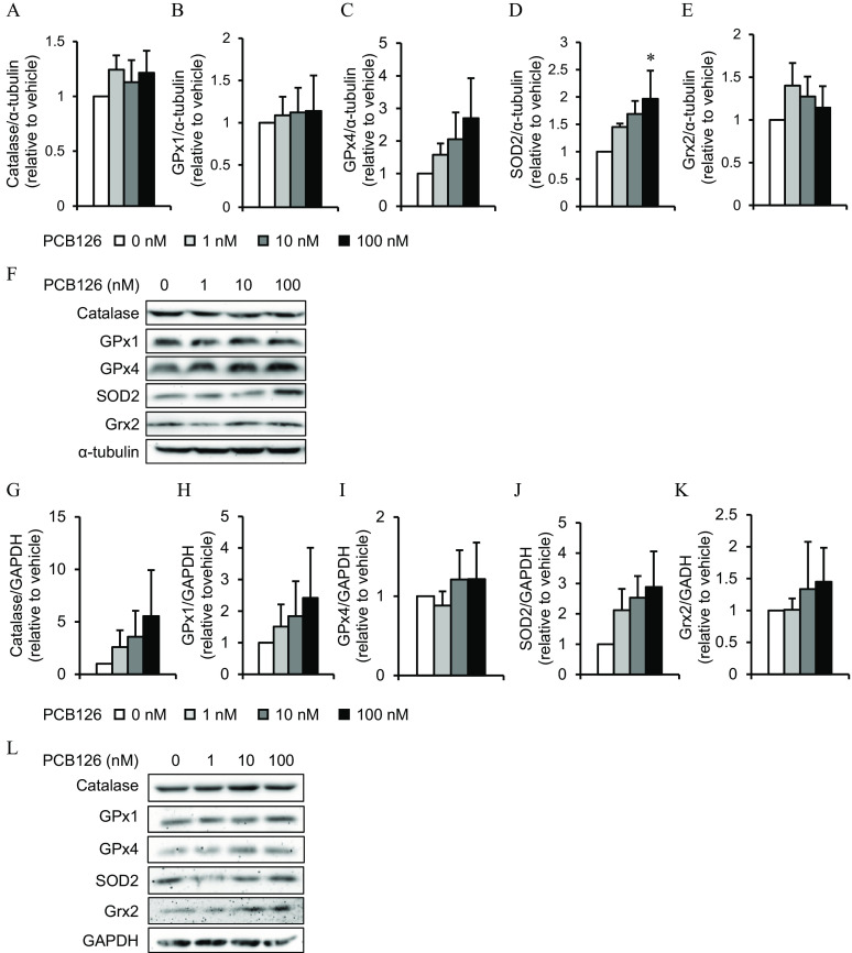 Figures 7A–7F are five clustered bar graphs and one set of Western blots. The bar graphs plot (Figure 7A) Catalase per lowercase alpha-tubulin (relative to vehicle), ranging from 0 to 1.5 in increments of 0.5, (Figure 7B) glutathione peroxidase 1 per lowercase alpha-tubulin (relative to vehicle), ranging from 0 to 2 in increments of 0.5, (Figure 7C) glutathione peroxidase 4 per lowercase alpha-tubulin (relative to vehicle), ranging from 0 to 5 in unit increments, (Figure 7D) superoxide dismutase 2 per lowercase alpha-tubulin (relative to vehicle), ranging from 0 to 3 in increments of 0.5, and (Figure 7E) glutaredoxin 2 per lowercase alpha-tubulin (relative to vehicle), ranging from 0 to 2 in increments 0.5 (y-axis), respectively, for Polychlorinated biphenyl-126, including 0 nanomolar, 1 nanomolar, 10 nanomolar, and 100 nanomolar. The Western blots (Figure 7F) display four columns, namely, 0, 1, 10, and 100 in Polychlorinated biphenyl-126 (nanomolar) across six rows, namely, Catalase, glutathione peroxidase 1, glutathione peroxidase 4, superoxide dismutase 2, glutaredoxin 2, and lowercase alpha-tubulin. Figures 7G–L are five clustered bar graphs and one set of Western blots. The bar graphs plot (Figure 7G) Catalase per Glyceraldehyde-3-phophate dehydrogenase (relative to vehicle), ranging from 0 to 15 in increments of 5, (Figure 7H) glutathione peroxidase 1 per Glyceraldehyde-3-phophate dehydrogenase (relative to vehicle), ranging from 0 to 5 in unit increments, (Figure 7I) glutathione peroxidase 4 per Glyceraldehyde-3-phophate dehydrogenase (relative to vehicle), ranging from 0 to 2 in unit increments, (Figure 7J) superoxide dismutase 2 per Glutaredoxin 2-phophate dehydrogenase (relative to vehicle), ranging from 0 to 5 in unit increments, and (Figure 7K) glutathione peroxidase 2 per Glyceraldehyde-3-phophate dehydrogenase (relative to vehicle), ranging from 0 to 2.5 in increments of 0.5 (y-axis), respectively, for Polychlorinated biphenyl-126, including 0 nanomolar, 1 nanomolar, 10 nanomolar, and 100 nanomolar. The Western blots (Figure 7L) display four columns, namely, 0, 1, 10, and 100 in Polychlorinated biphenyl-126 (nanomolar) across six rows, namely, Catalase, glutathione peroxidase 1, glutathione peroxidase 4, superoxide dismutase 2, glutaredoxin 2, and Glyceraldehyde-3-phophate dehydrogenase.