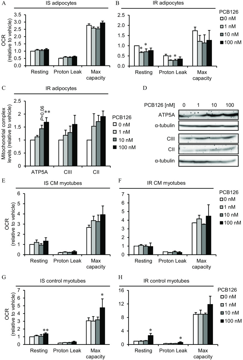 Figures 4A and 4B are two clustered bar graphs titled Insulin sensitive adipocytes (Figure A) and Insulin resistant adipocytes (Figure B), plotting Oxygen consumption rates (relative to vehicle), ranging from 0.0 to 3.5 in increments of 0.5 and 0.0 to 2.5 in increments of 0.5 (y-axis), respectively, across Resting, Proton Leak, and Max capacity (x-axis) for Polychlorinated biphenyl-126, including 0 nanomolar, 1 nanomolar, 10 nanomolar, and 100 nanomolar. Figures 4C and 4D are a clustered bar graph and a set of Western blots titled Insulin resistant adipocytes. The bar graph (Figure 4C) plots Mitochondrial complex levels (relative to vehicle), ranging from 0 to 2.5 in increments of 0.5 (y-axis) across adenosine triphosphate 5 A, complex 3, and complex 2 (x-axis) for Polychlorinated biphenyl-126, including 0 nanomolar, 1 nanomolar, 10 nanomolar, and 100 nanomolar. The Western blots (Figure 4D) display columns, namely, 0, 1, 10, and 100 in Polychlorinated biphenyl-126 [nanomolar] across rows, namely, adenosine triphosphate 5 A, alpha-tubulin, complex 3, complex 2, and alpha-tubulin. Figures 4E and 4F are two clustered bar graphs titled Insulin sensitive conditioned medium myotubes (Figure 4E) and Insulin resistant conditioned medium myotubes (Figure 4F), plotting Oxygen consumption rates (relative to vehicle), ranging from 0 to 6 in unit increments and 0 to 7 in unit increments (y-axis), respectively, across Resting, Proton Leak, and Max capacity (x-axis) for Polychlorinated biphenyl-126, including 0 nanomolar, 1 nanomolar, 10 nanomolar, and 100 nanomolar. Figures 4G and 4H are two clustered bar graphs titled Insulin sensitive control myotubes (Figure 4G) and Insulin resistant control myotubes (Figure 4H), plotting Oxygen consumption rates (relative to vehicle), ranging from 0 to 7 in unit increments and 0 to 16 in increments of 4 (y-axis), respectively, across Resting, Proton Leak, and Max capacity (x-axis) for Polychlorinated biphenyl-126, including 0 nanomolar, 1 nanomolar, 10 nanomolar, and 100 nanomolar.