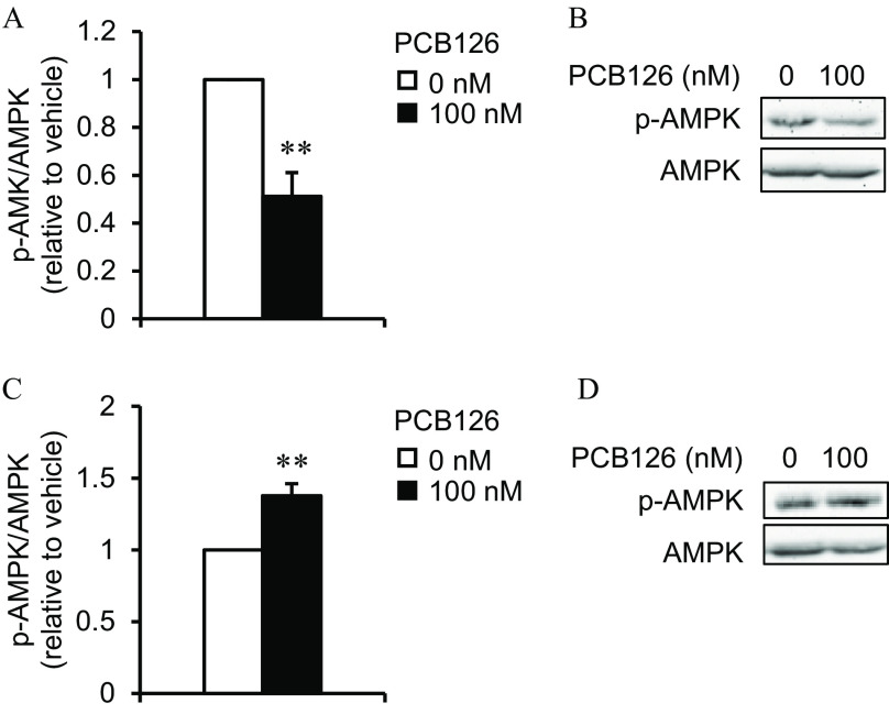 Figures 8A, 8B, 8C, and 8D are two clustered bar graphs and two Western blots. The bar graphs are titled Insulin resistant adipocytes (Figure 8A) and Insulin resistant conditioned medium C 2 C 1 2 (Figure 8C) plotting p-adenosin monophosphate-activated protein kinase per adenosine monophosphate-activated protein kinase (relative to vehicle), ranging from 0 to 1.2 in increments of 0.2 and 0 to 2 in increments of 0.5 and p-adenosine monophosphate-activated protein kinase per adenosine monophosphate-activated protein kinase (relative to vehicle), ranging from 0 to 2 in increments of 0.5 (y-axis), respectively, for Polychlorinated biphenyl-126, including 0 nanomolar and 100 nanomolar. The Western blots (Figures 8B and 8D) display two columns, namely, 0 and 100 in Polychlorinated biphenyl-126 (nanomolar), respectively, across two rows, namely, p-activated protein kinase per adenosine monophosphate-activated protein kinase and activated protein kinase per adenosine monophosphate-activated protein kinase, respectively.