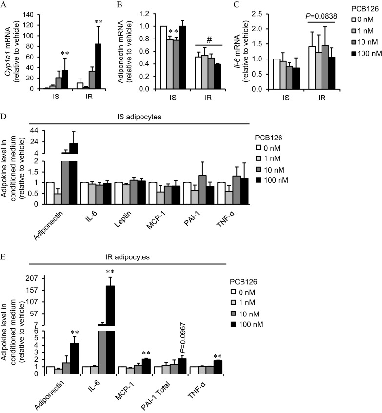 Figures 2A, 2B, and 2C are clustered bar graphs, plotting Cytochrome P450 Family 1 Subfamily A Member 1 Messenger Ribonucleic acid (relative to vehicle), ranging from 0 to 140 in increments of 20; Adiponectin Messenger Ribonucleic acid (relative to vehicle), ranging from 0.0 to 1.2 in increments of 0.2; and Interleukin 6 Messenger Ribonucleic acid (relative to vehicle), ranging from 0.0 to 2.5 in increments of 0.5 (y-axis), respectively, across Insulin sensitive and Insulin resistant (x-axis) for Polychlorinated biphenyl-126, including 0 nanomolar, 1 nanomolar, 10 nanomolar, and 100 nanomolar. Figures 2D and 2E are clustered bar graphs titled Insulin sensitive adipocytes and Insulin resistant adipocytes, plotting Adipokine level in conditioned medium (relative to vehicle), ranging from 0 to 2 in increments of 0.5, 2 to 4 in increments of 2, and 4 to 44 in increments of 20; and 0 to 7 in unit increments and 7 to 207 in increments of 50 for insulin sensitive conditions (y-axis), respectively, across Adiponectin, Interleukin 6, Leptin, Monocyte chemoattractant protein-1, Plasminogen activator inhibitor-1, and Tumor Necrosis Factor alpha; and Adiponectin, Interleukin 6, Monocyte chemoattractant protein-1, Plasminogen activator inhibitor-1 total, and Tumor Necrosis Factor alpha for insulin resistant conditions (x-axis) for Polychlorinated biphenyl-126, including 0 nanomolar, 1 nanomolar, 10 nanomolar, and 100 nanomolar.