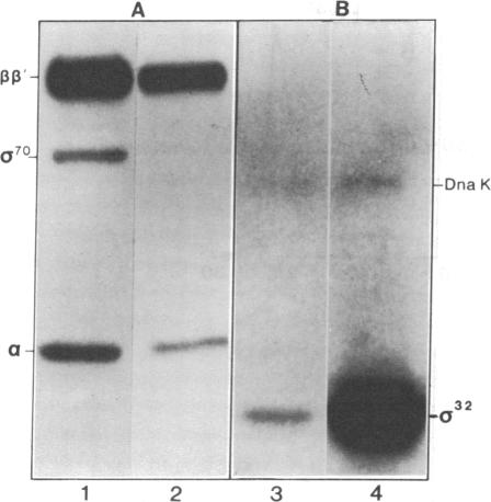 graphic file with name pnas00294-0163-a.jpg