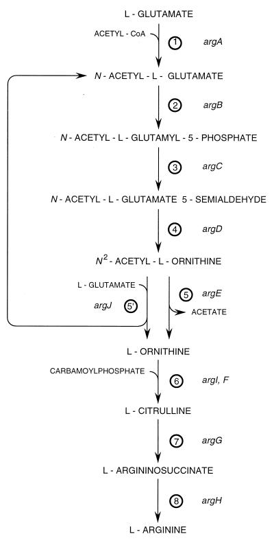 FIG. 1