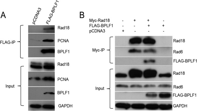 FIG 1