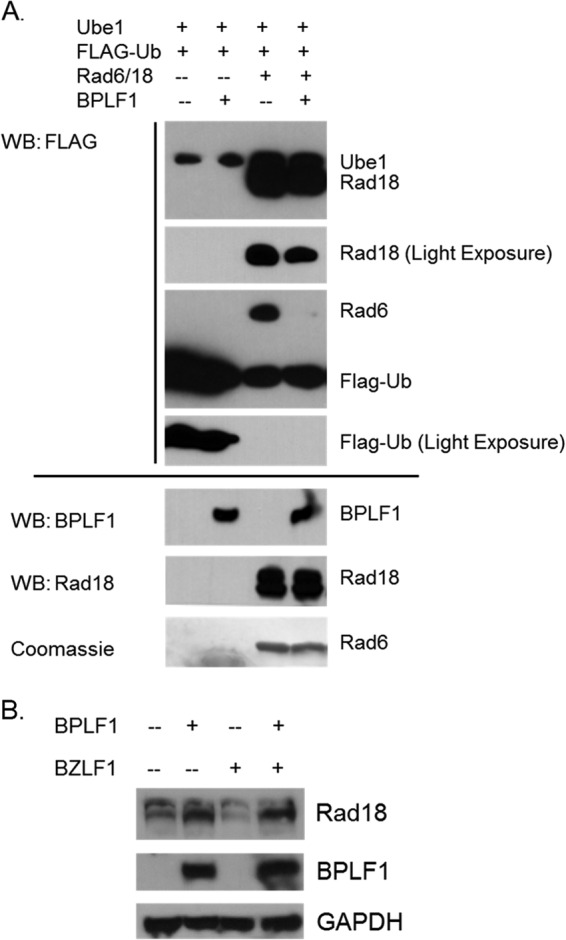 FIG 3