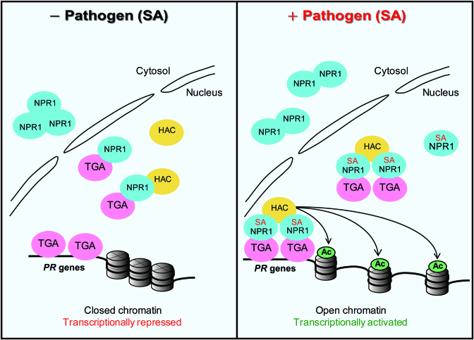 Figure 7.