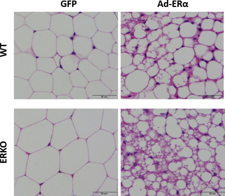 Fig S4