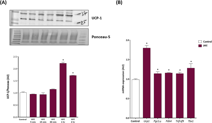 Figure 1