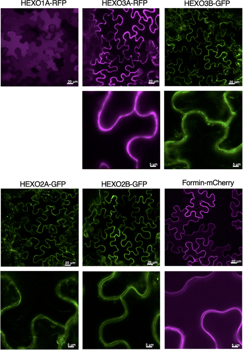 FIGURE 3