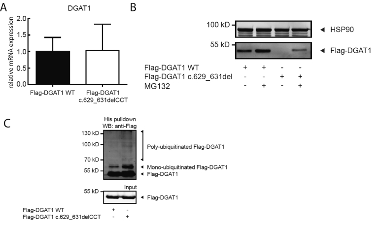 Supplementary Figure 5