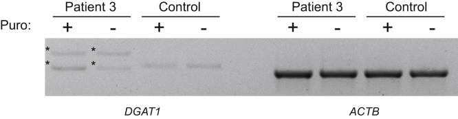 Supplementary Figure 4