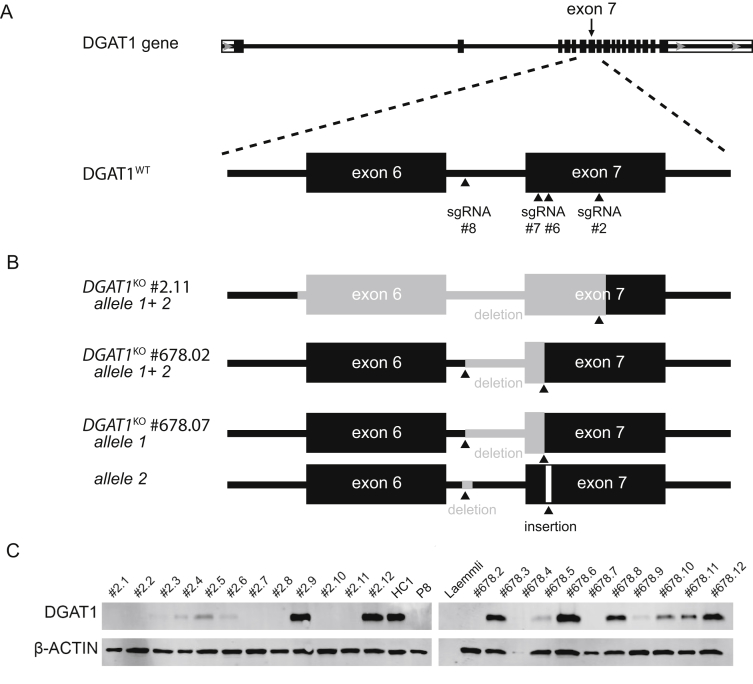 Supplementary Figure 6