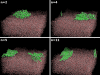 Fig. 1