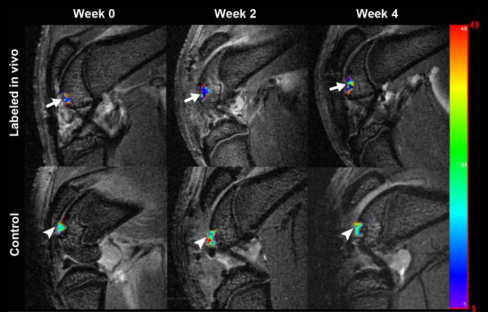 Figure 6a: