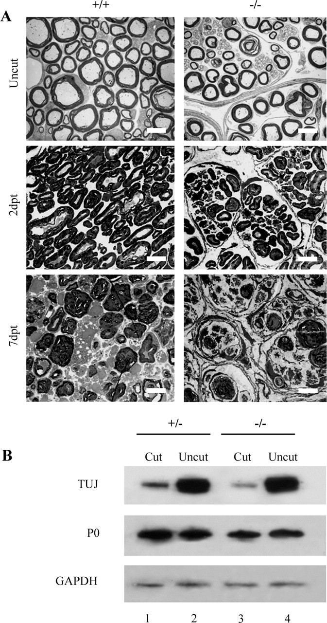 Figure 11.