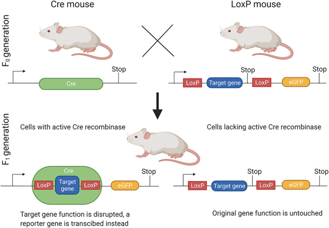 Figure 3.