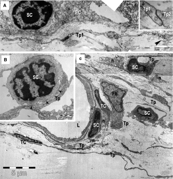 Fig. 8