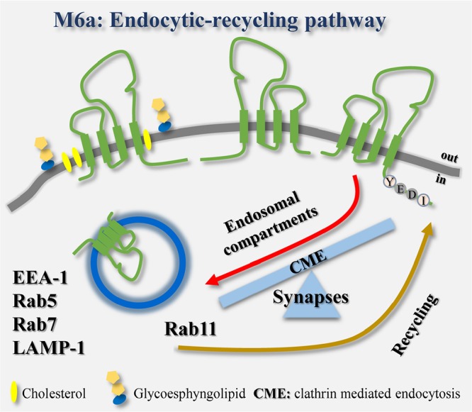 GRAPHICAL ABSTRACT