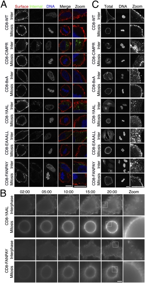 Fig. 2.