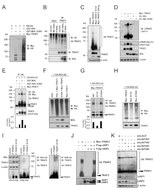 Fig 5