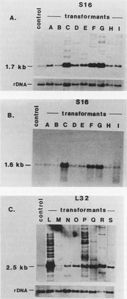 graphic file with name molcellb00084-0325-a.jpg