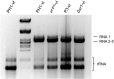 FIG 1