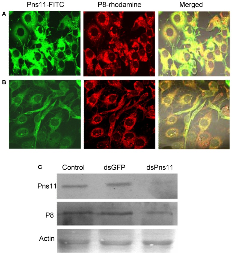 Figure 5