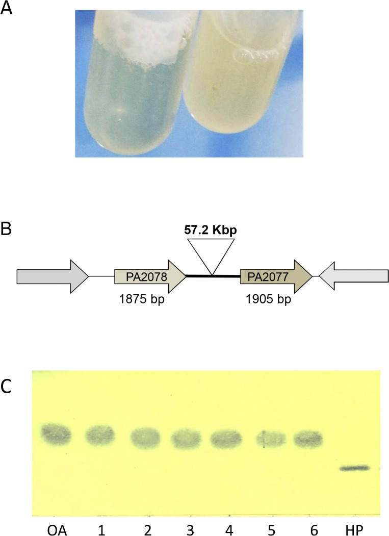 Fig 6