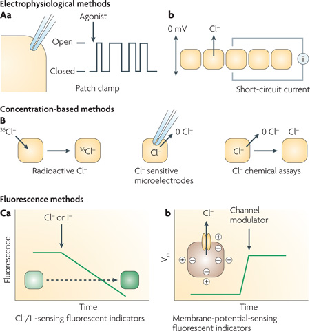 Box 1 | Methods to assay chloride-channel activity