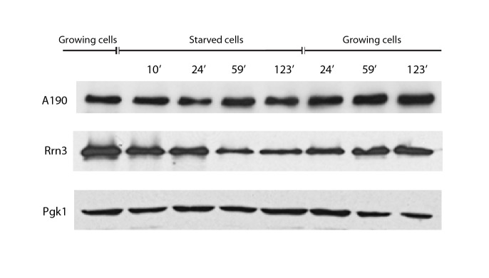 Figure 4—figure supplement 1.