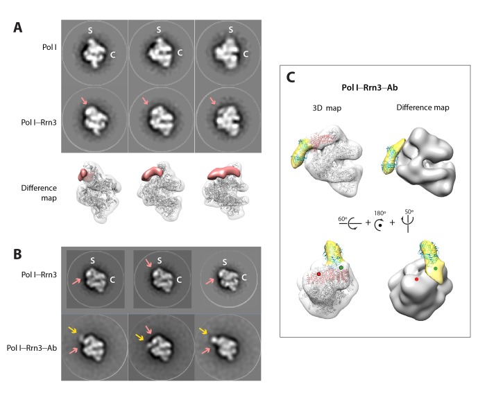 Figure 5—figure supplement 1.