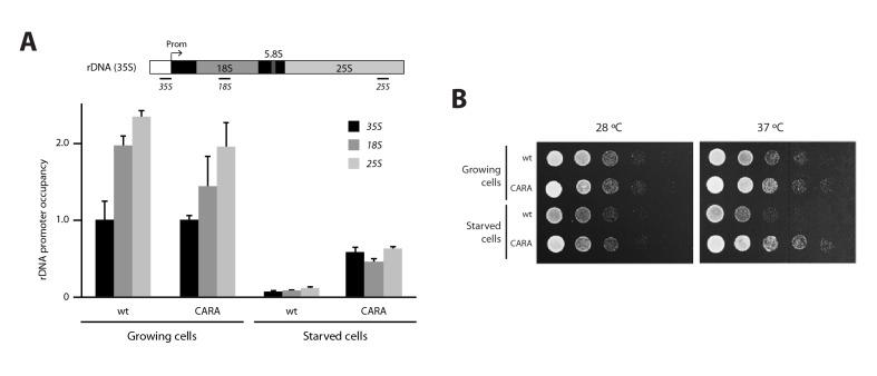 Figure 3—figure supplement 2.