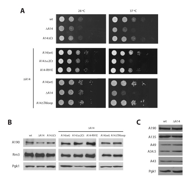 Figure 7—figure supplement 1.