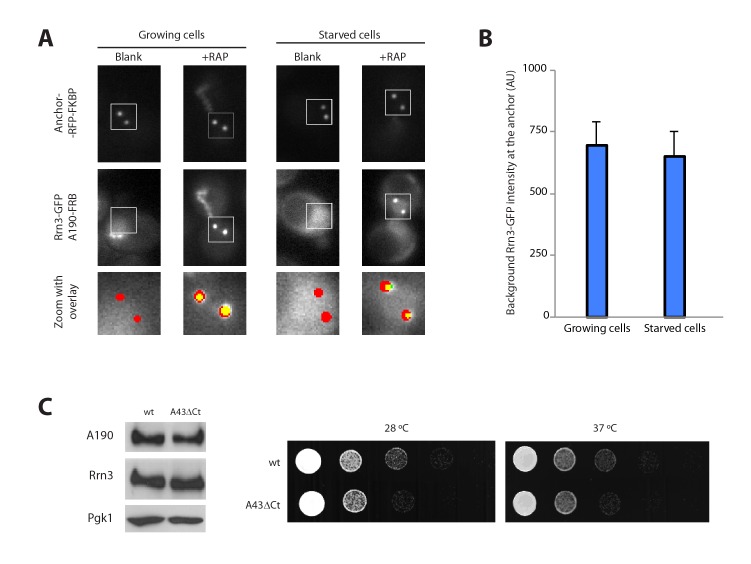 Figure 3—figure supplement 1.