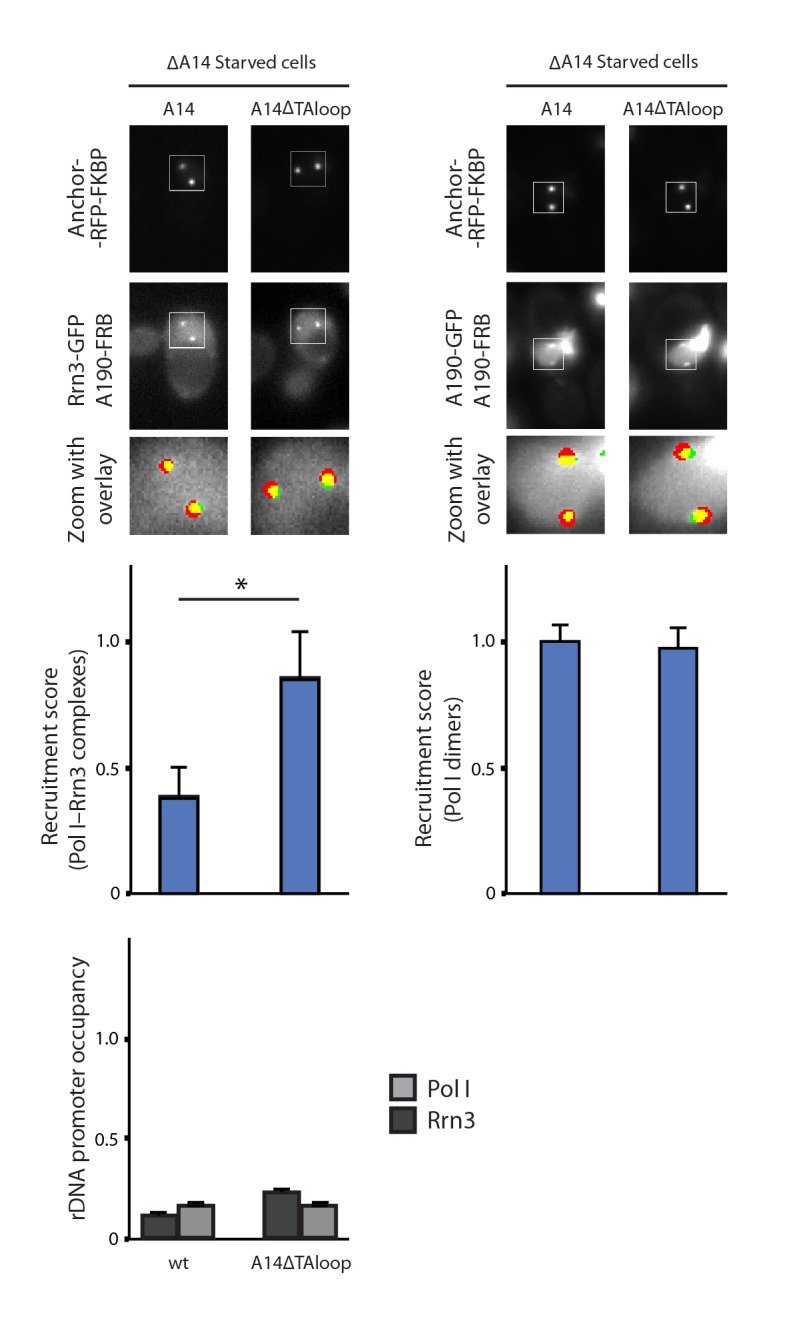 Figure 7—figure supplement 2.