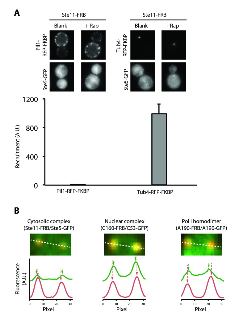 Figure 1—figure supplement 1.