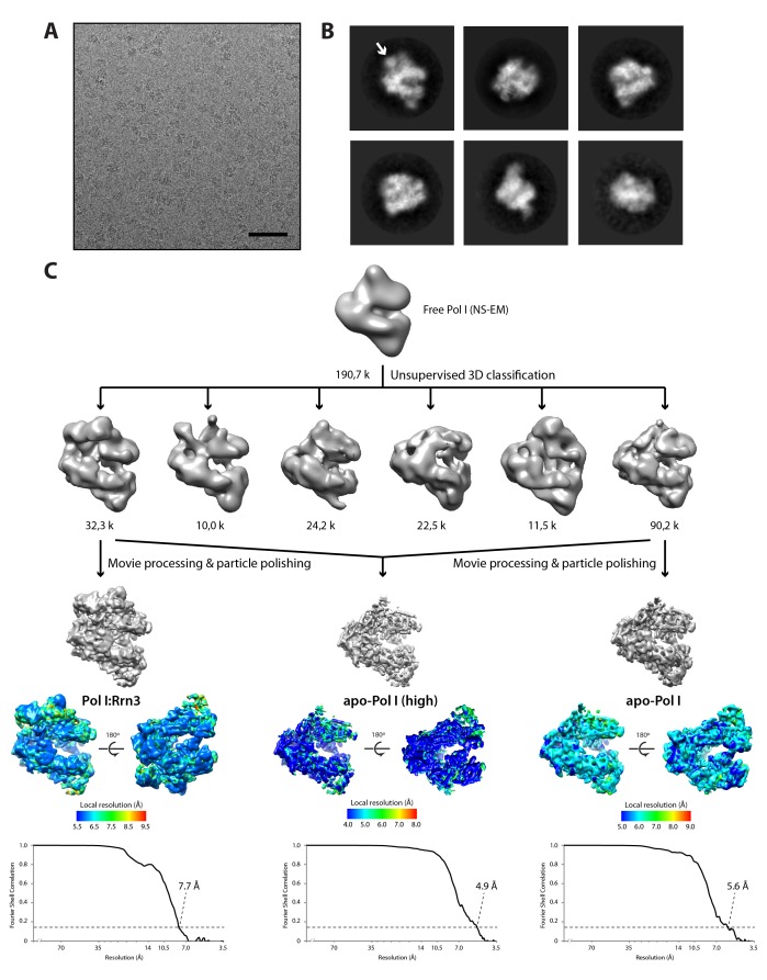 Figure 5—figure supplement 2.