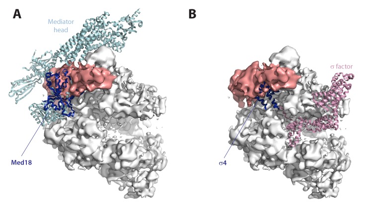 Figure 8—figure supplement 1.