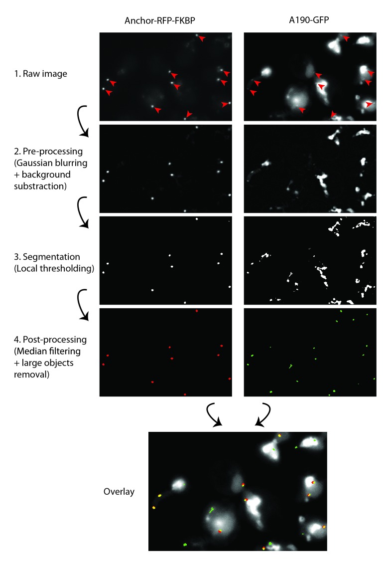 Figure 1—figure supplement 2.