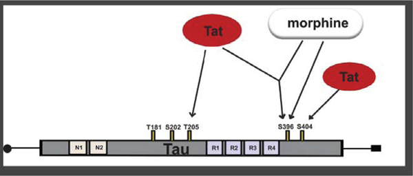 graphic file with name nihms-1646783-f0001.jpg