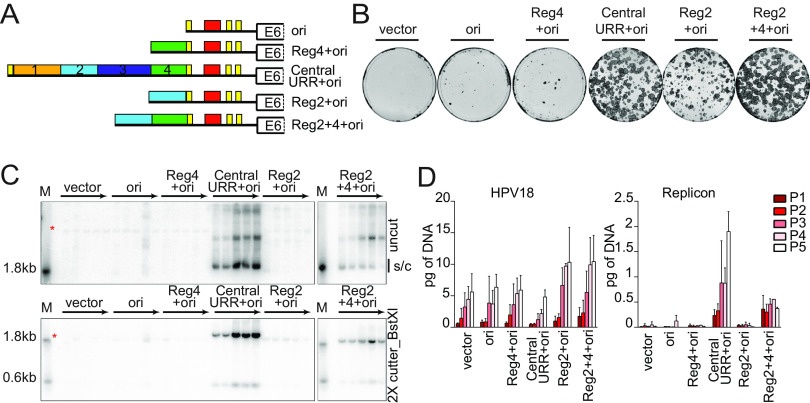 FIG 3