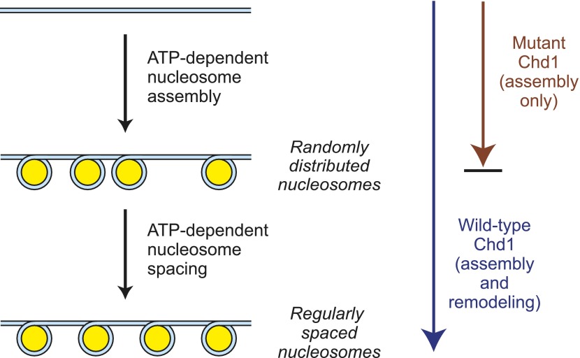 Figure 7.