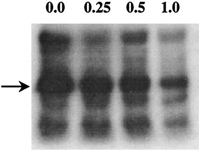 FIG. 6