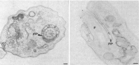 graphic file with name pnas00297-0188-a.jpg