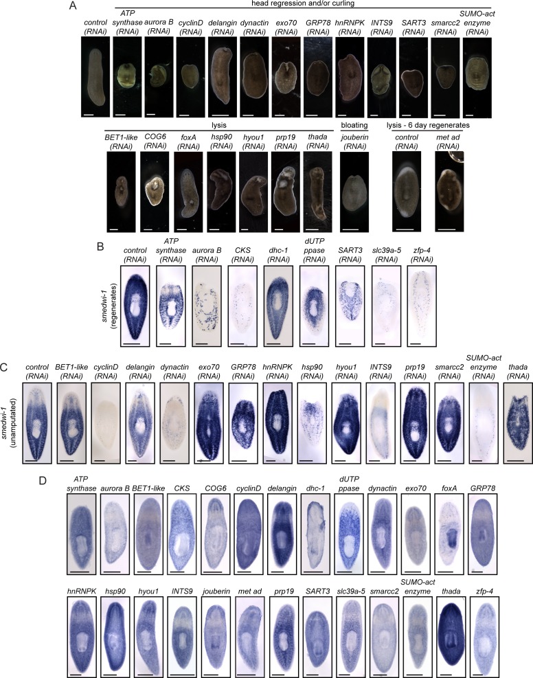 Figure 2—figure supplement 2.