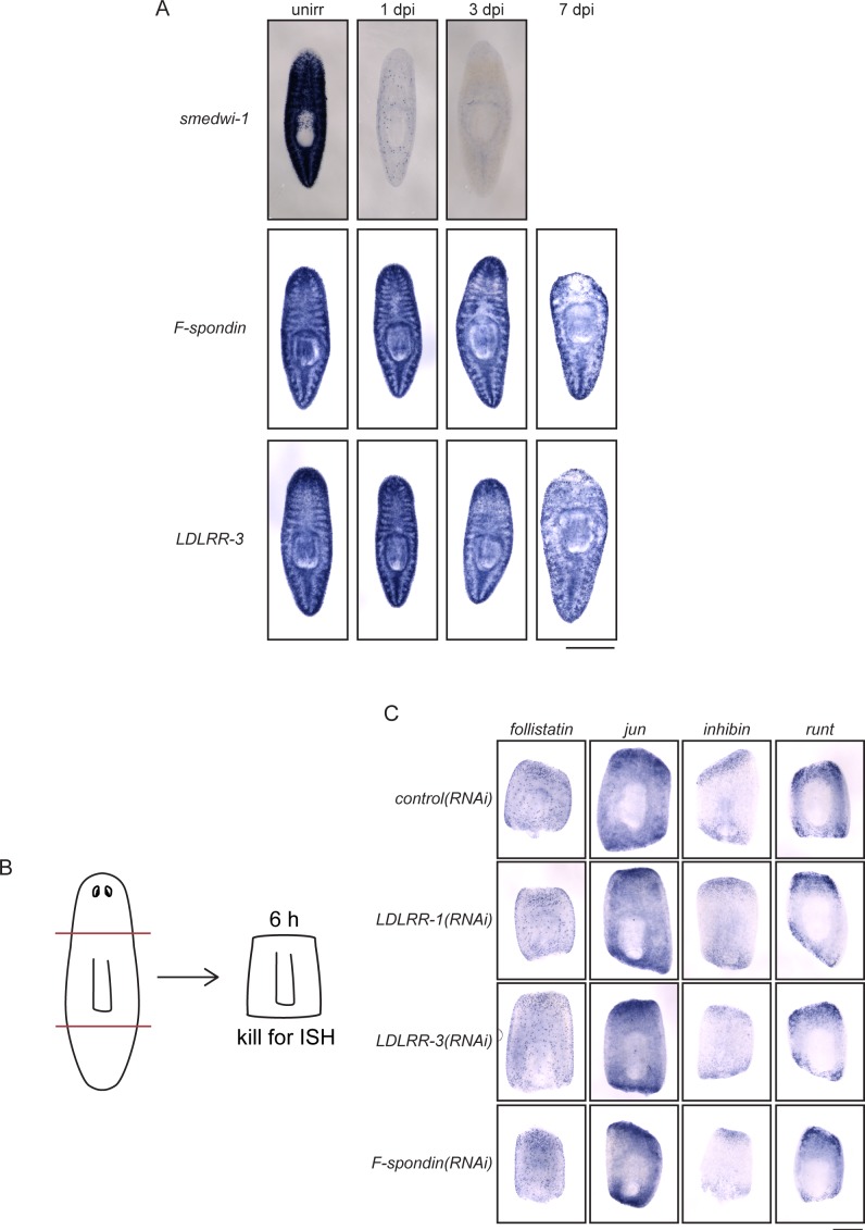 Figure 4—figure supplement 1.