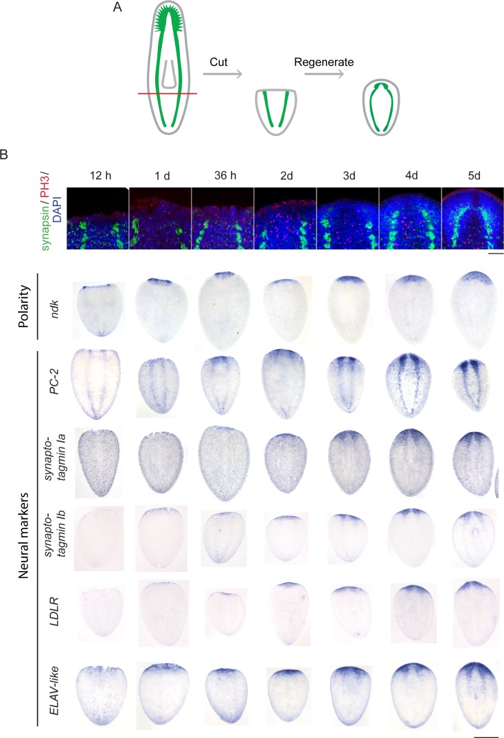 Figure 1—figure supplement 1.