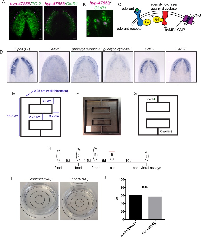 Figure 6—figure supplement 1.